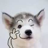 快乐小花猪
