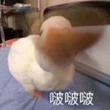 啵叽 🐰