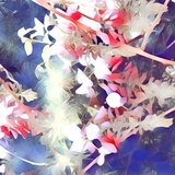 人参花木汤