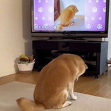 許素還
