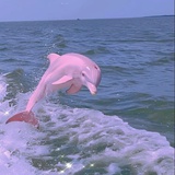 平潭岛粉红海豚