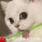 冰块可可爱爱