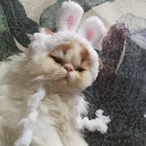 爱猫爱辣