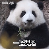魏紫
