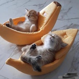 一只猫不不