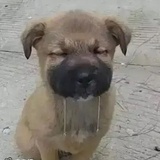 坞