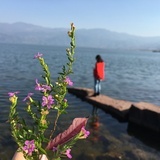 洪崖麦子