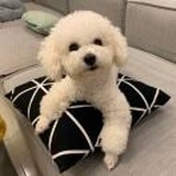爱撒泼的小土豆