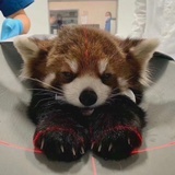 咕咕咕