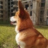 花生酱
