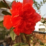 四月芳菲