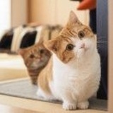 小小小猪仔