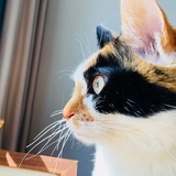 蹦妞是只猫