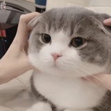 芒果圆子