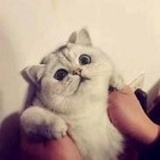 (・・)