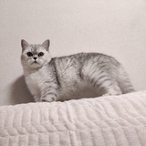 蓝调丶