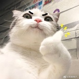 猫万