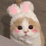 呓呓