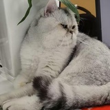 hhh
