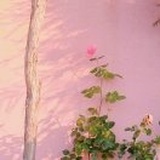 琦颖