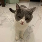 我是冯老鼠的贾