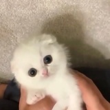 红烧月亮