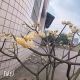 夏日落叶