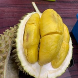 正宗猫山王出售