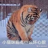 猫咪哪有坏心思