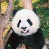 潘达小可爱