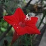 暧夏
