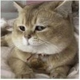 琨