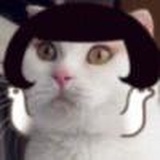 慵懒的猫叔