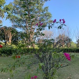 蓝莓提子