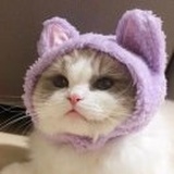 🐷 突猛进
