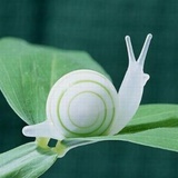 snail0621