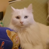 皮丢妈