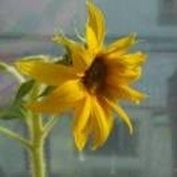 *向日葵的花语*