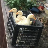 冬日的虫