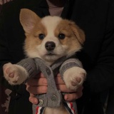 西西八
