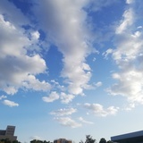 垂莲