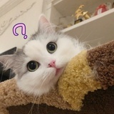 柴胡
