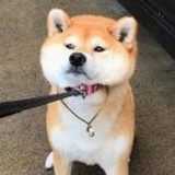 茶山刘