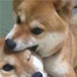 正在输入中