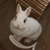 一支小雕