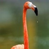 cervol