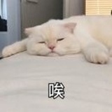 豆豆