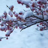 无岸的彼岸花