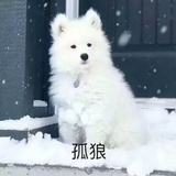 高傲🐸
