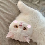 kris子珊